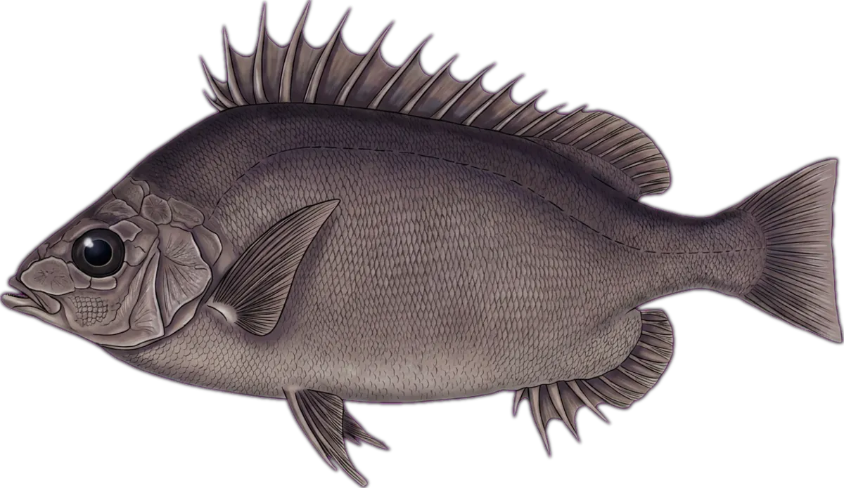 Pelagic Armorhead illustration