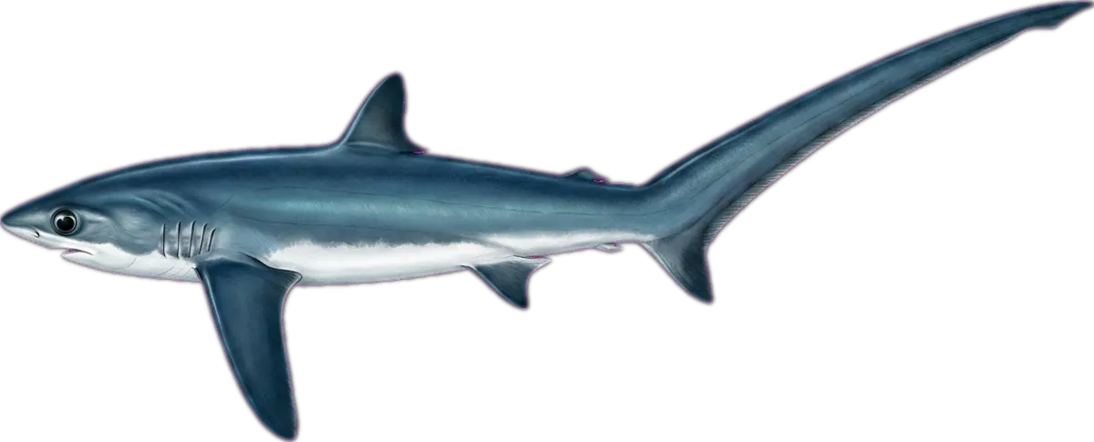 Pelagic Thresher illustration