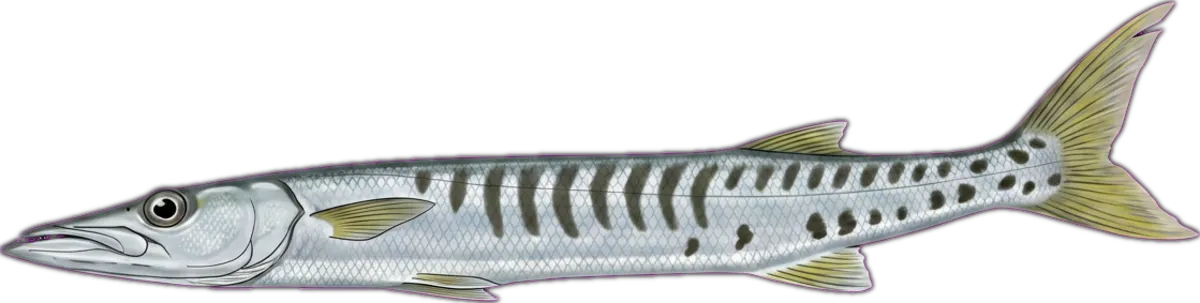 Pickhandle Barracuda illustration