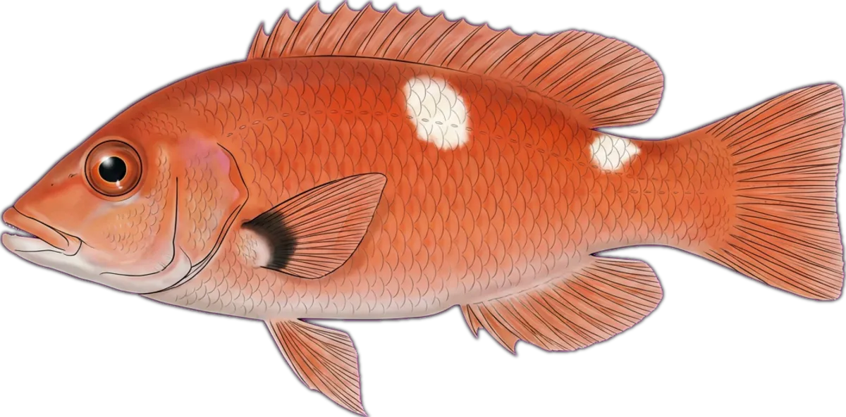 Eastern Pigfish illustration