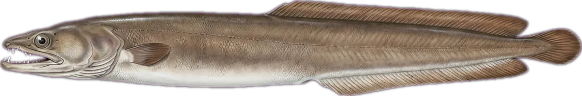 Pike Eel illustration