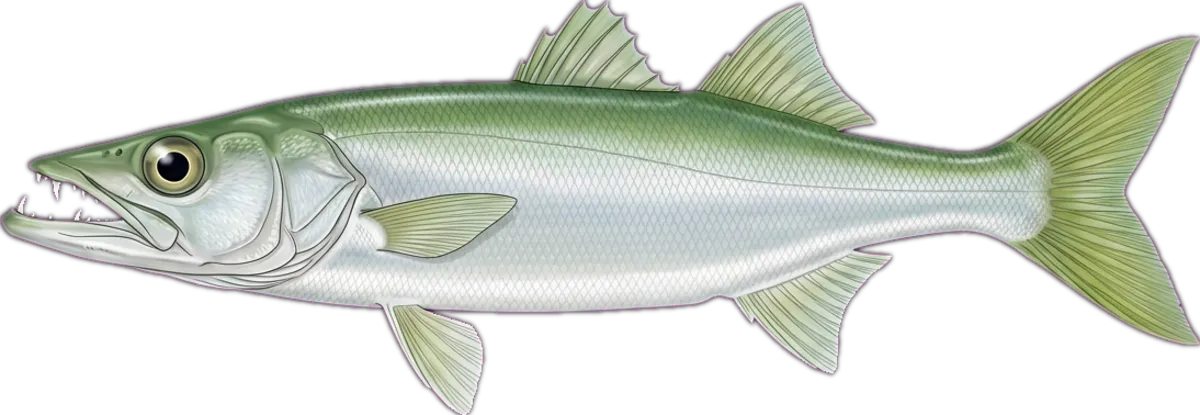 Australian Pike illustration