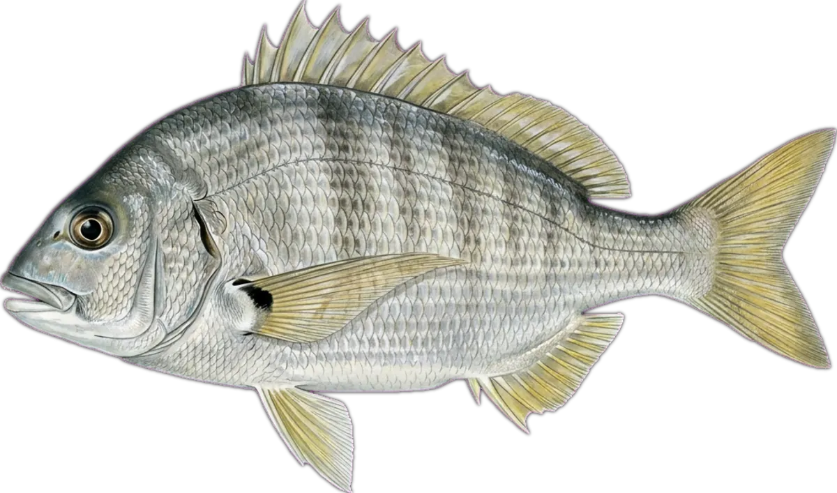 Pikey Bream illustration