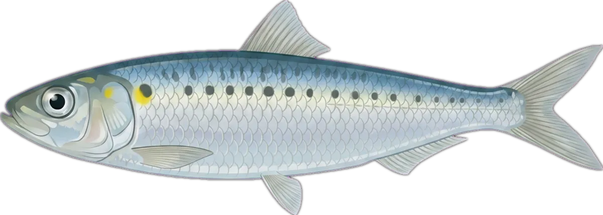 Pilchard illustration