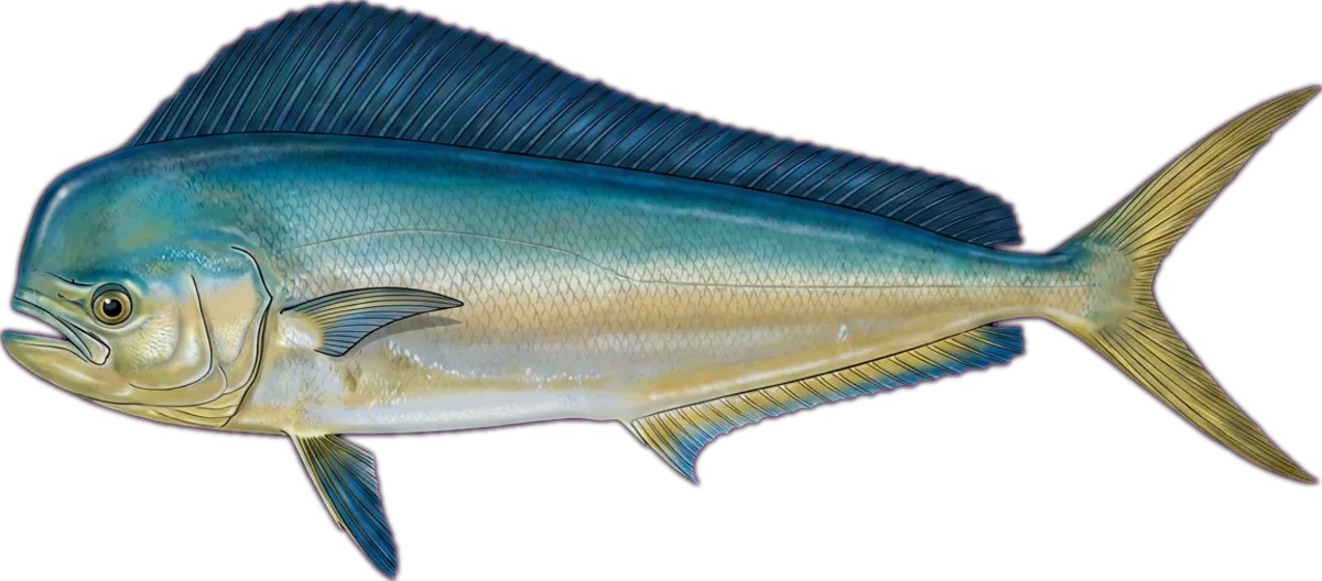 Pompano Dolphinfish illustration