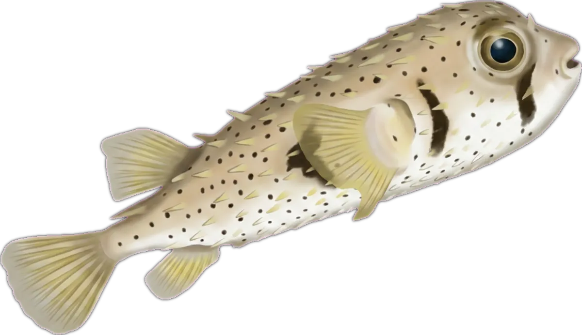 Three-bar Porcupinefish illustration