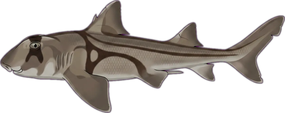 Port Jackson Shark illustration