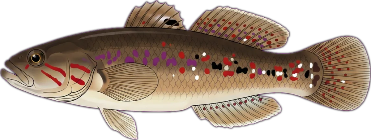 Southern Purple-spotted Gudgeon illustration