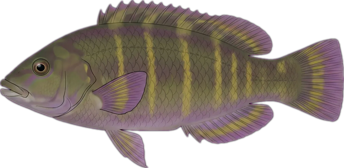 Purple Wrasse illustration