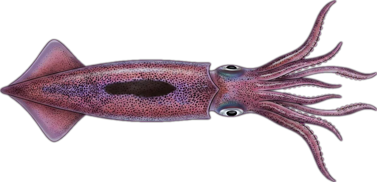 Purpleback Flying Squid illustration