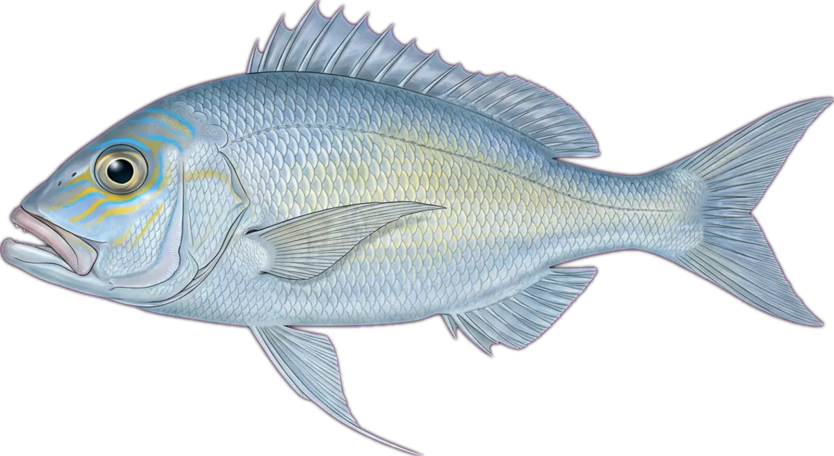Queen Snapper illustration