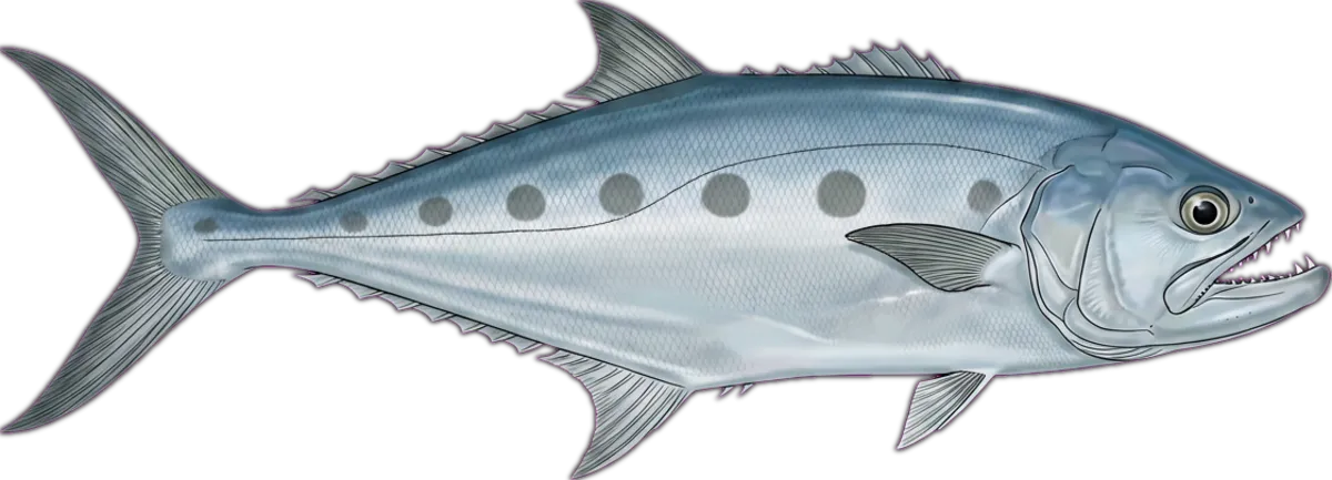 Queenfish illustration