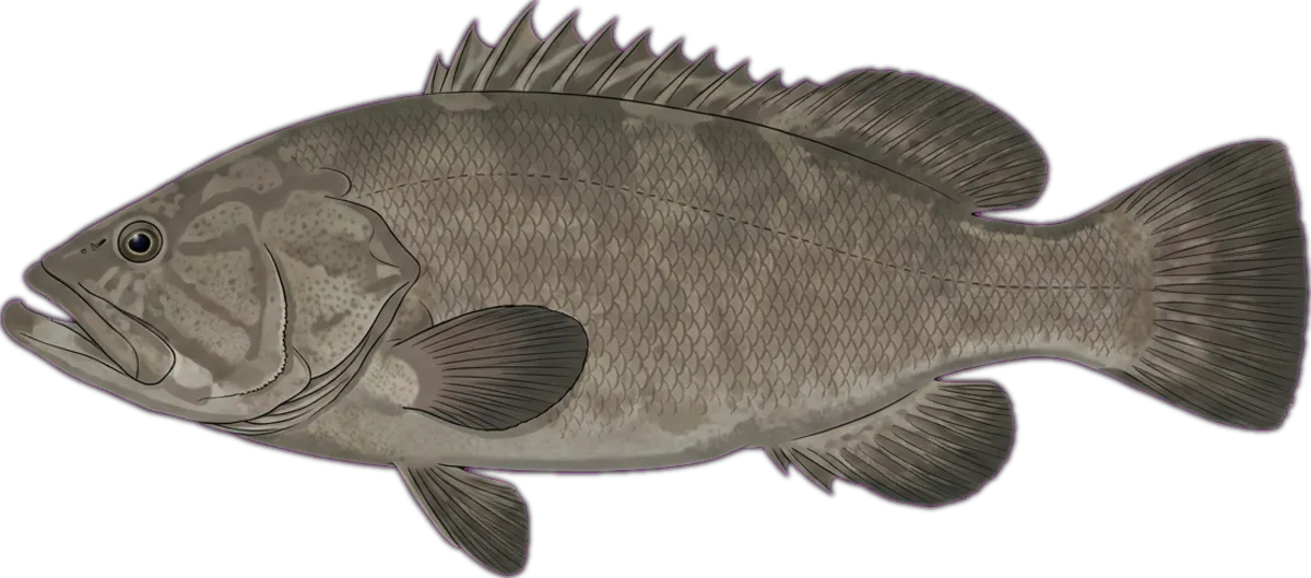 Queensland Groper illustration