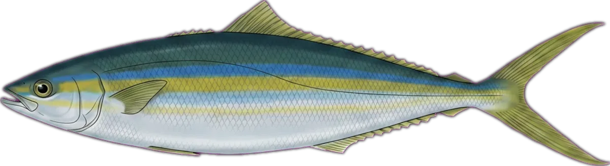 Rainbow Runner illustration