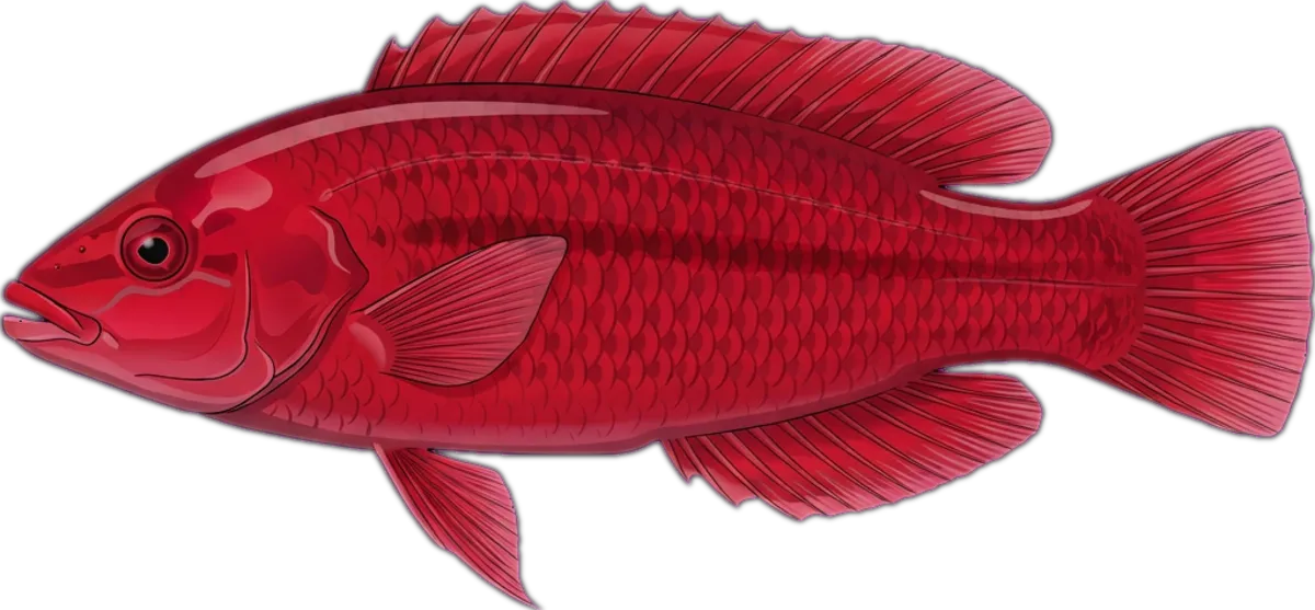 Rainbow Wrasse illustration