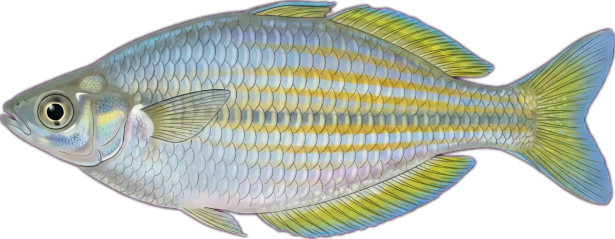 Eastern Rainbowfish illustration