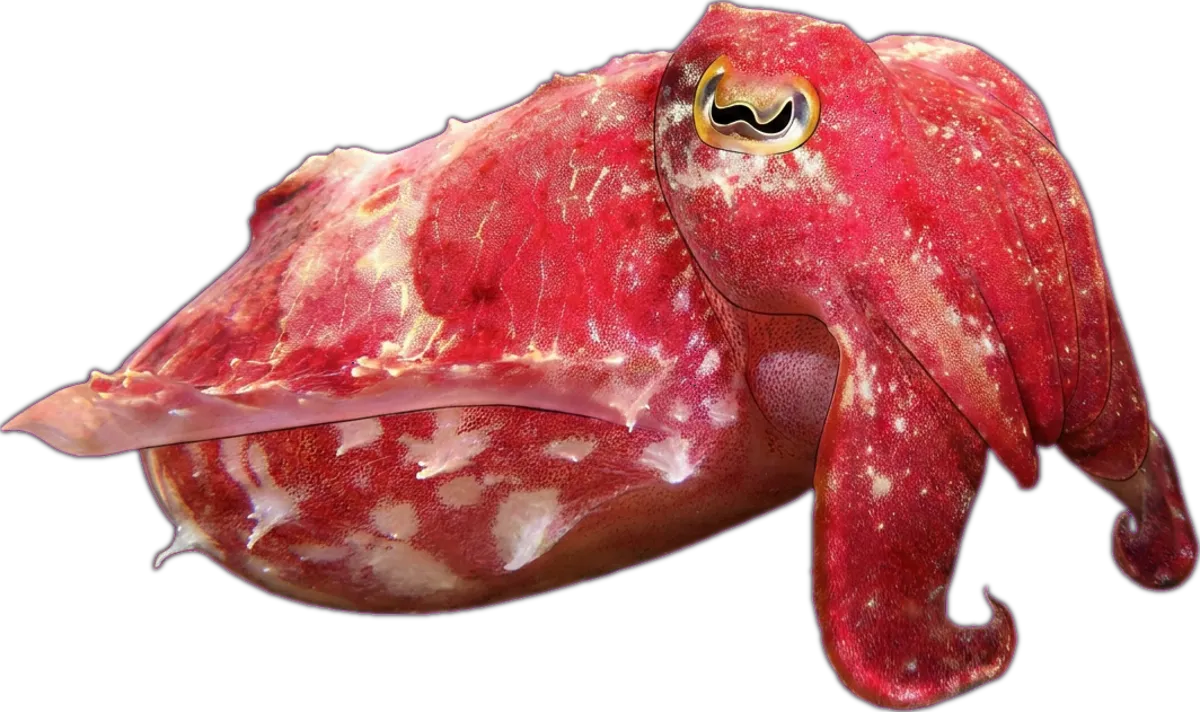 Reaper Cuttlefish illustration