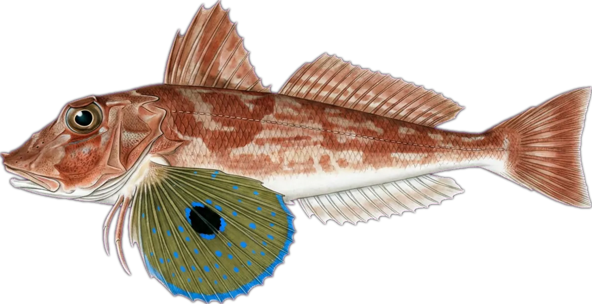 Red Gurnard illustration