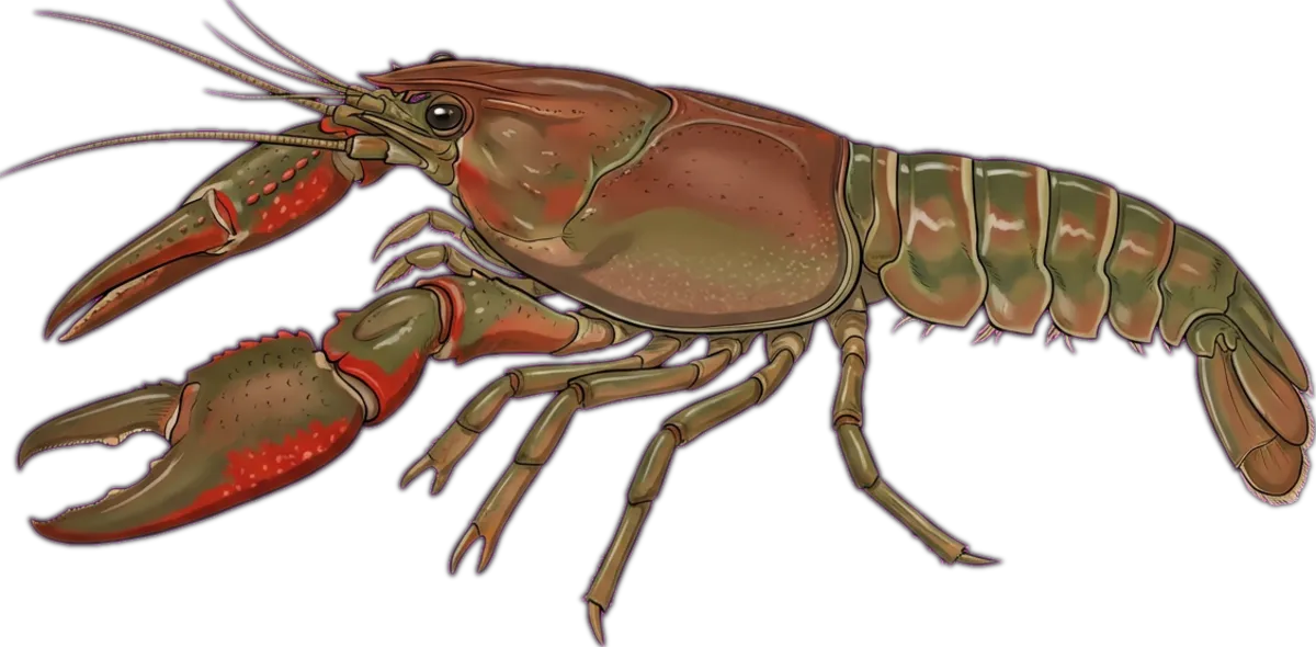 Redclaw Crayfish illustration
