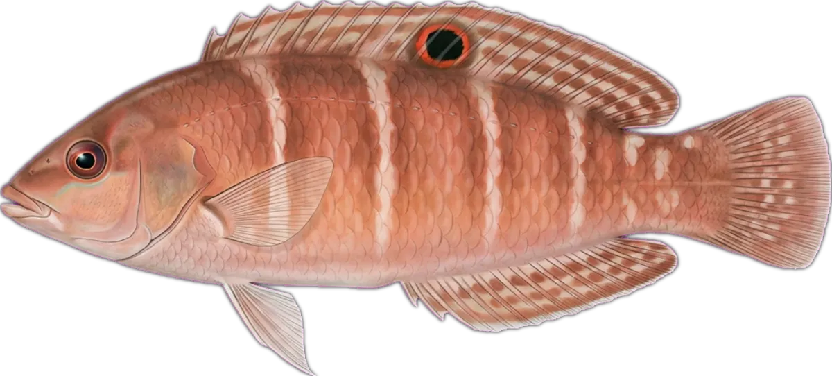 Redspot Wrasse illustration