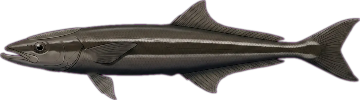 Slender Suckerfish illustration