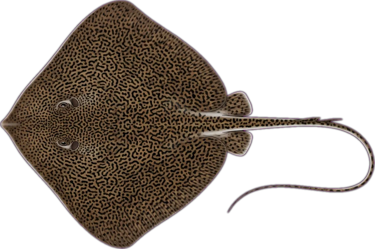 Reticulate Whipray illustration