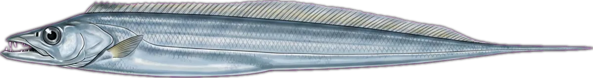 Ribbonfish illustration