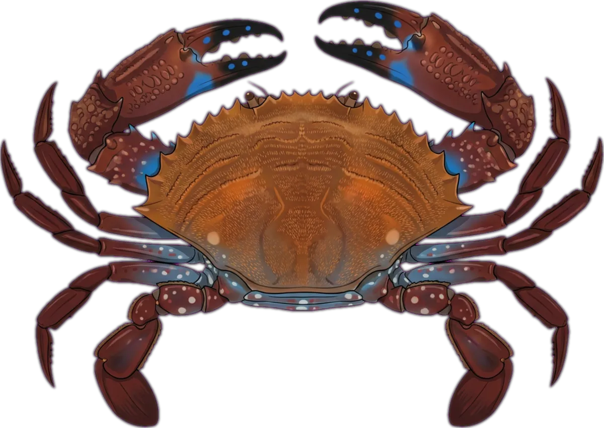 Ridged Swimming Crab illustration