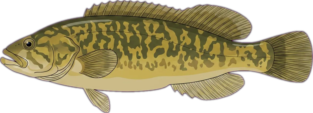 River Blackfish illustration