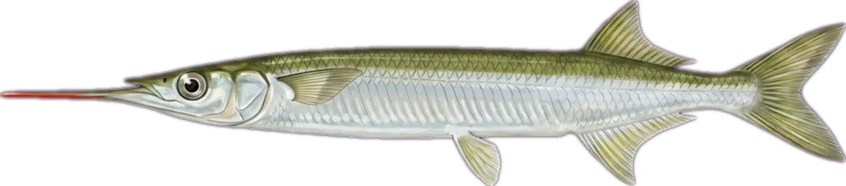 River Garfish illustration