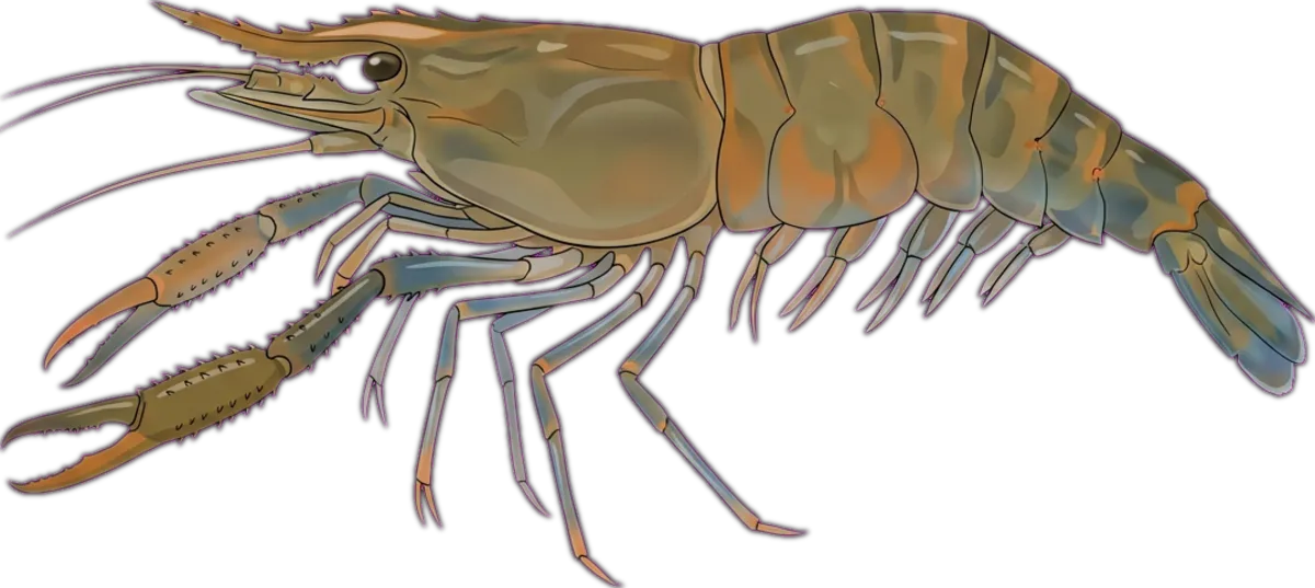 Cherabin illustration