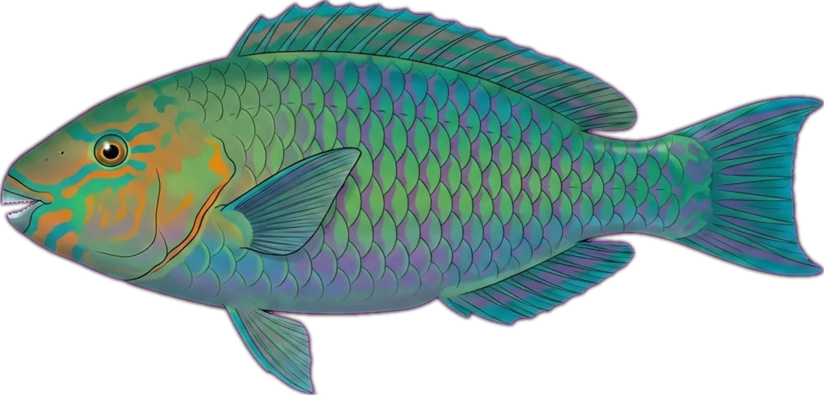 Rivulated Parrotfish illustration