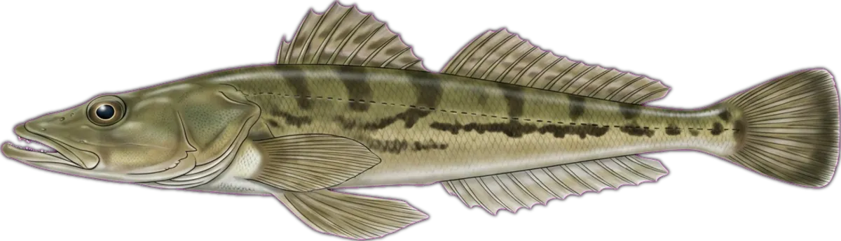 Rock Flathead illustration
