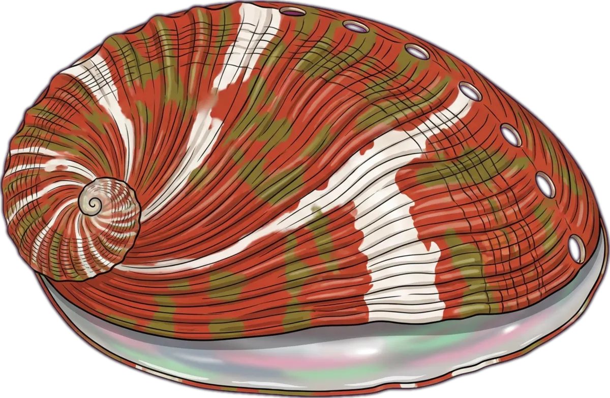 Roe's Abalone illustration