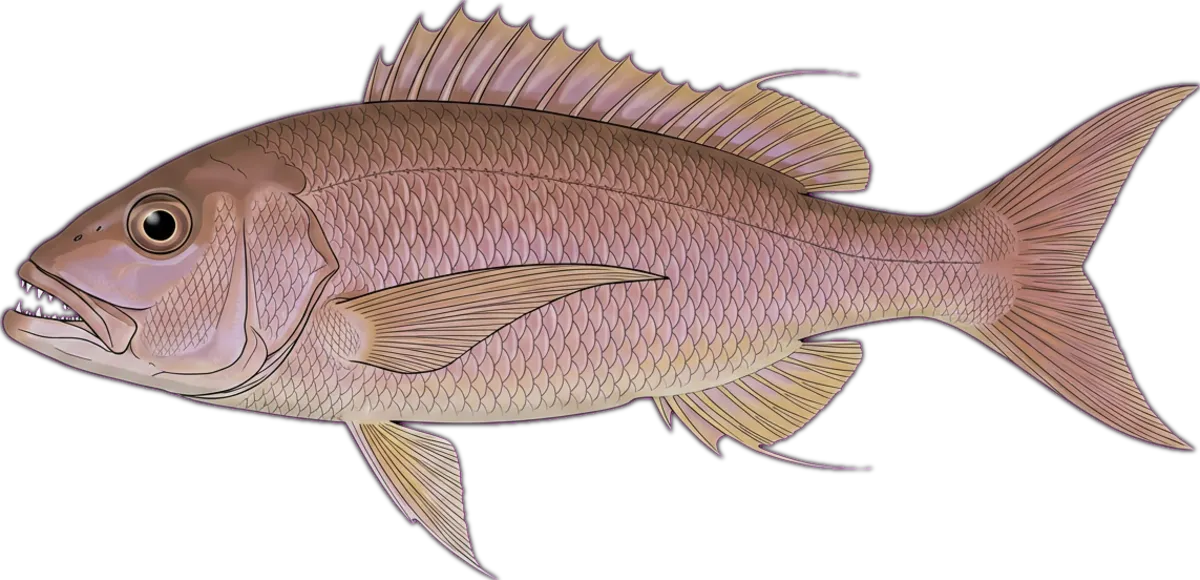 Rosy Jobfish illustration