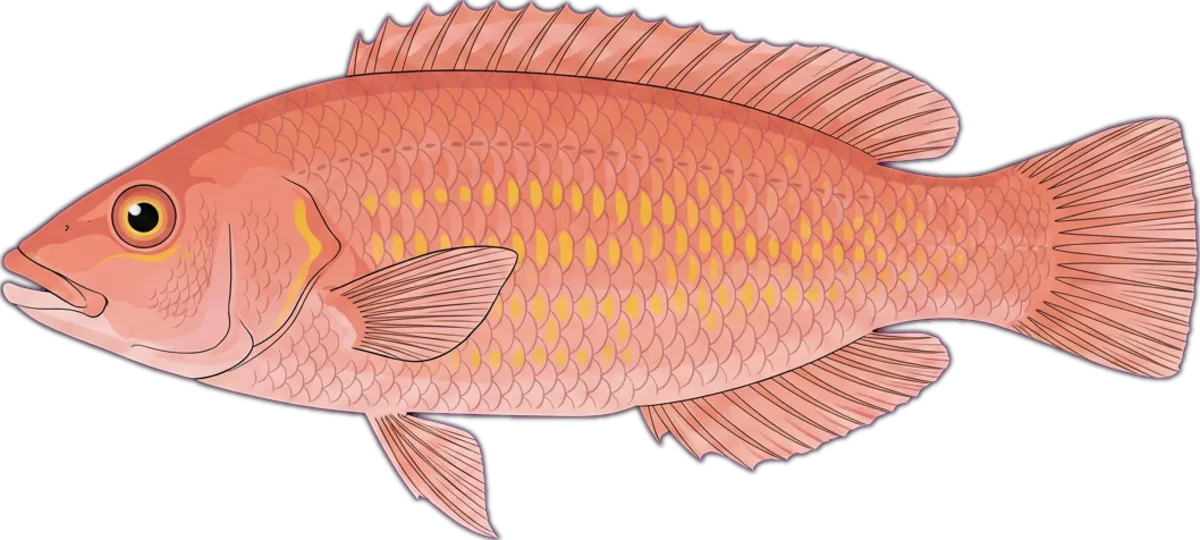 Rosy Wrasse illustration