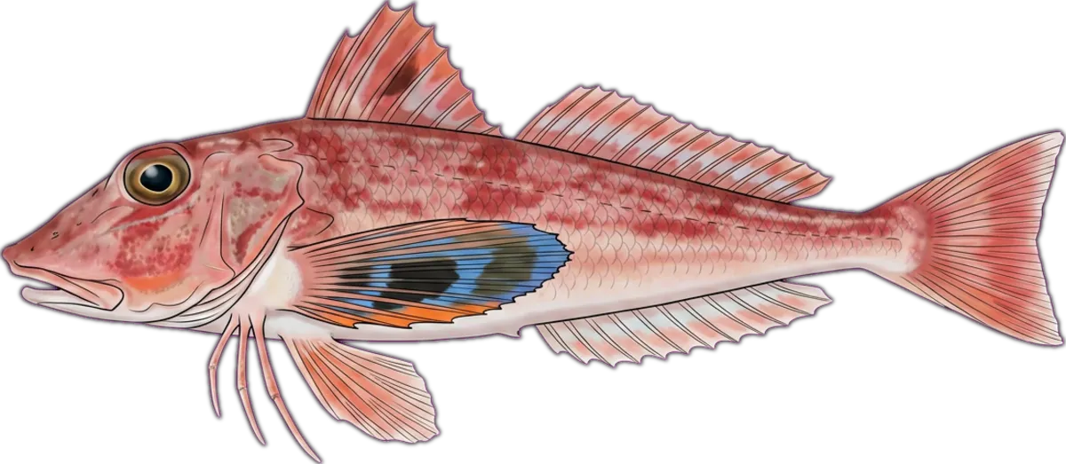Roundsnout Gurnard illustration