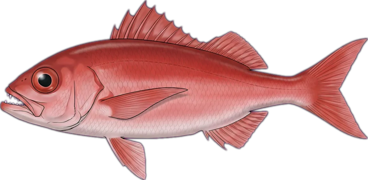 Ruby Snapper illustration