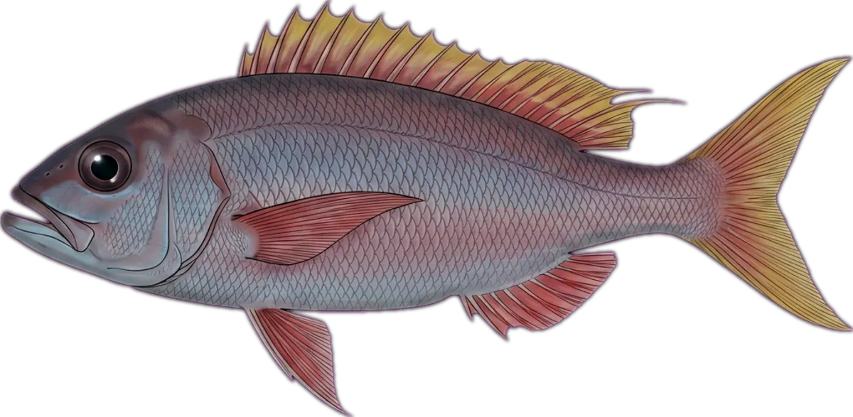 Rusty Jobfish illustration