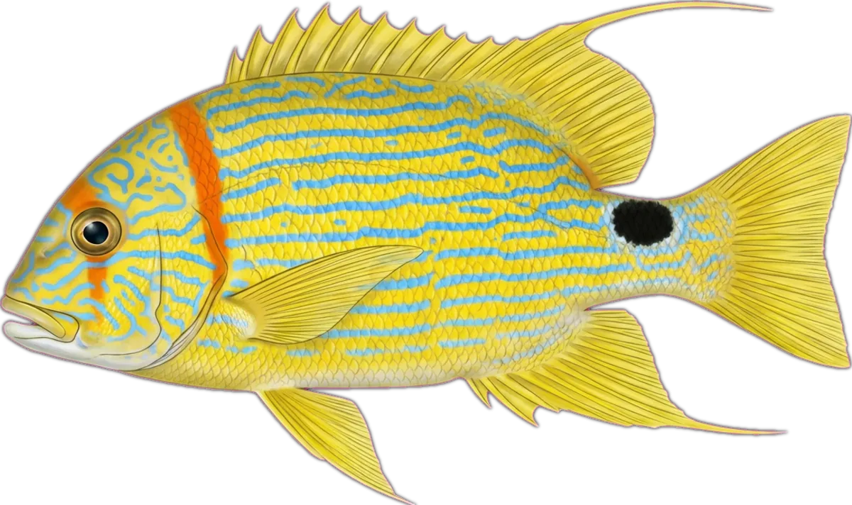Sailfin Snapper illustration