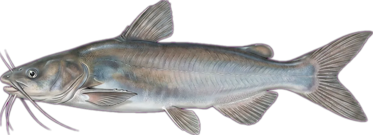 Salmon Catfish illustration