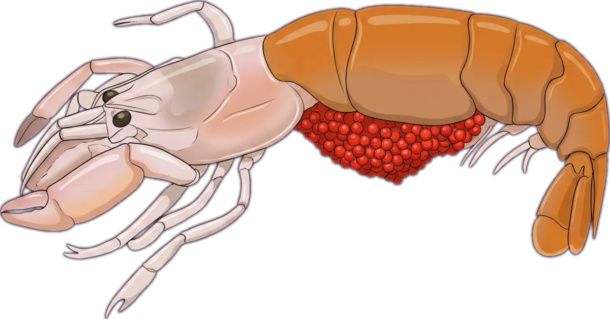 Saltwater Yabby illustration