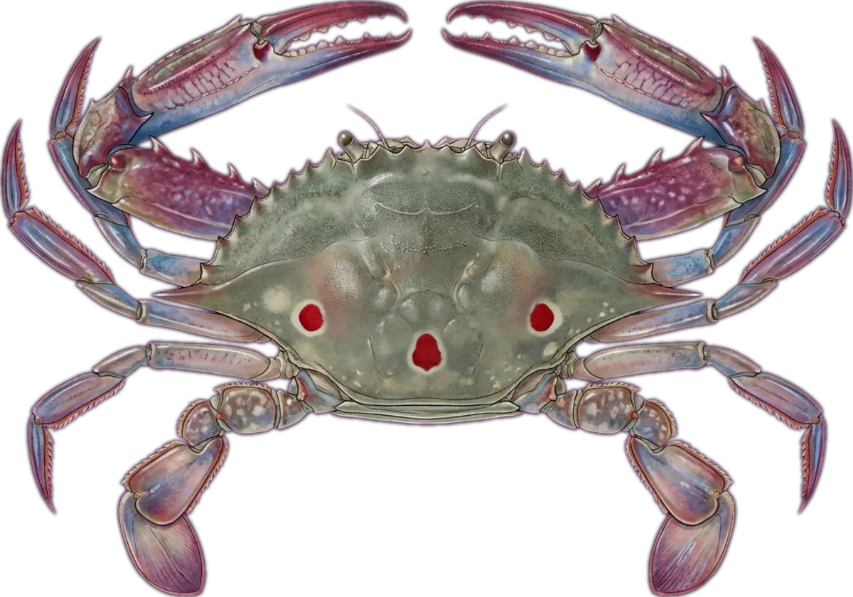 Three-spot Sand Crab illustration