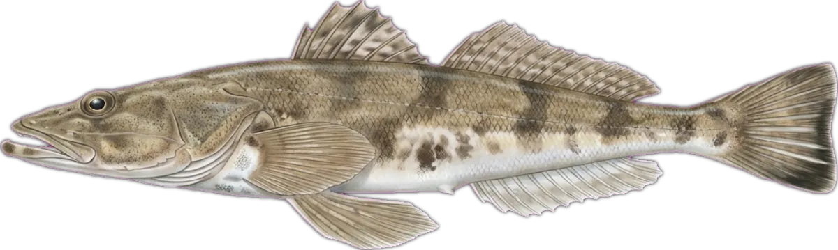 Sand Flathead illustration