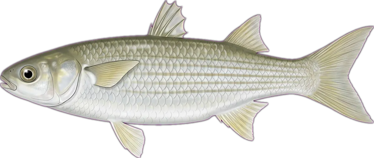 Sand Mullet illustration