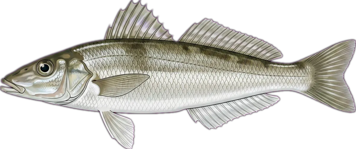 Sand Whiting illustration