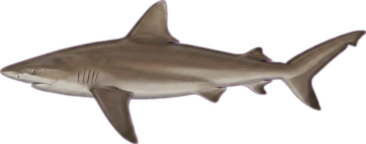 Sandbar Shark illustration
