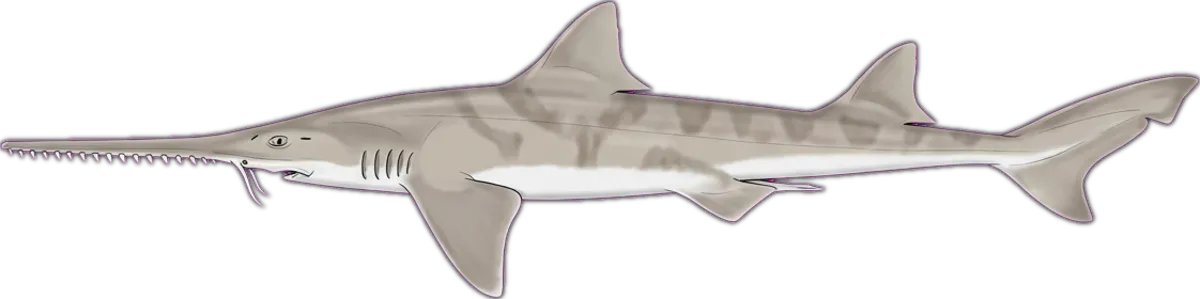 Common Sawshark illustration