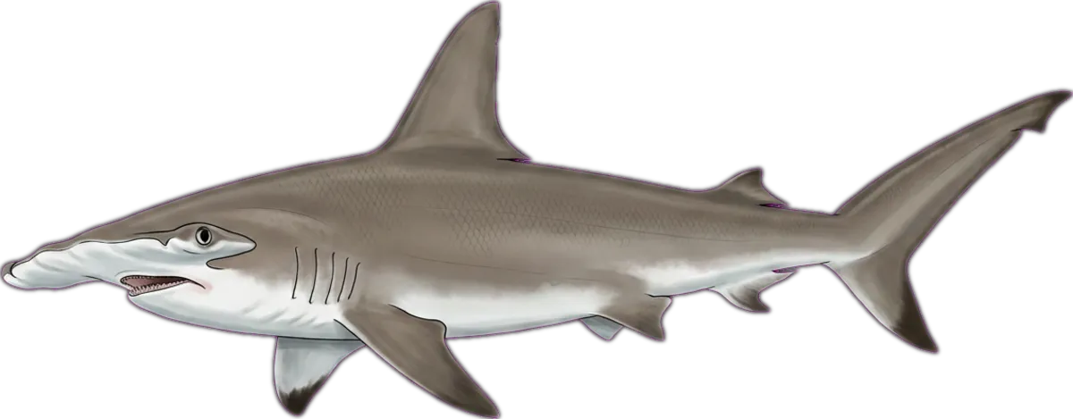 Scalloped Hammerhead illustration