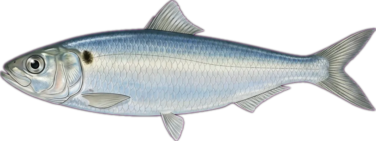 Scaly Mackerel illustration